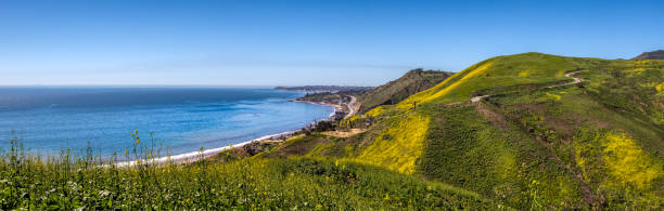 corral canyon super bloom panorama - mustard ground yellow spice foto e immagini stock