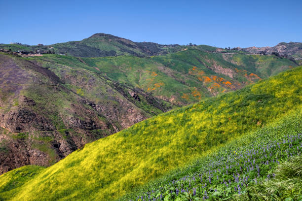 istock Colorful Super Bloom at Corral Canyon 1140371997