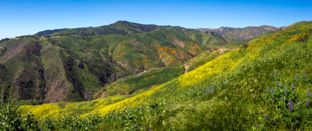 istock Colorful Super Bloom at Corral Canyon Panorama 1140372004