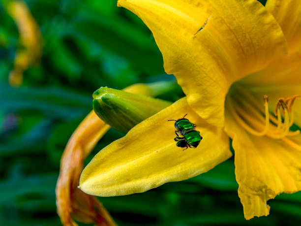 istock Green orchid bee hovering near a flower 1140372098