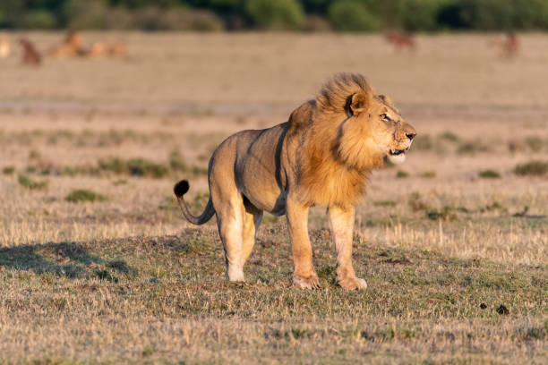 mężczyzna lew ryczy głośno o wschodzie słońca w maasai mara - masai mara national reserve masai mara lion cub wild animals zdjęcia i obrazy z banku zdjęć