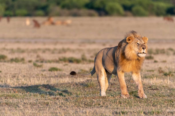 mężczyzna lew ryczy głośno o wschodzie słońca w maasai mara - masai mara national reserve masai mara lion cub wild animals zdjęcia i obrazy z banku zdjęć