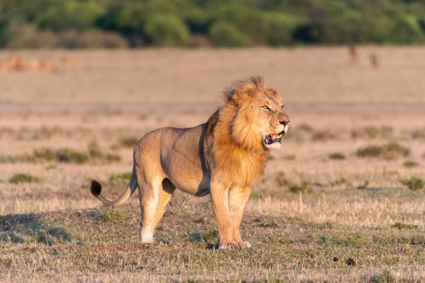 mężczyzna lew ryczy głośno o wschodzie słońca w maasai mara - masai mara national reserve masai mara lion cub wild animals zdjęcia i obrazy z banku zdjęć