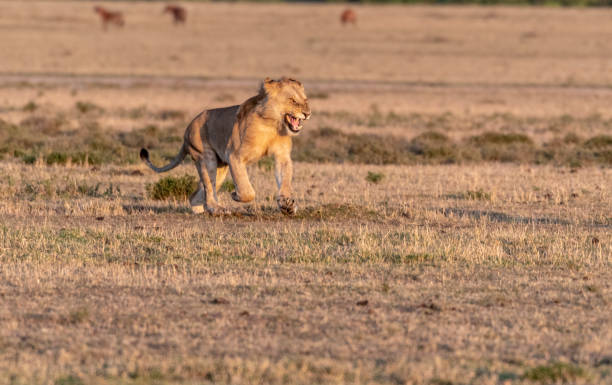 mężczyzna lew ryczy głośno o wschodzie słońca w maasai mara - masai mara national reserve masai mara lion cub wild animals zdjęcia i obrazy z banku zdjęć