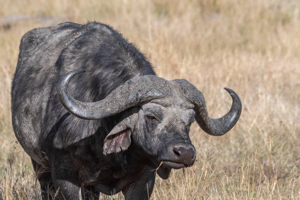 istock cape buffalo feeding on dry grass alone in Maasai Mara 1140372994