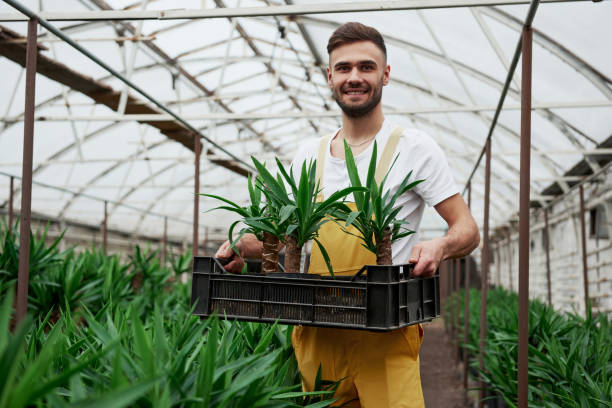 istock Attractive young bearded guy holds the box with three dracenas in vases 1140373358