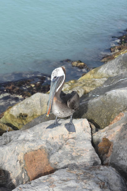 istock Pelican Eating a Fish on a Rock Jetty 1140373418
