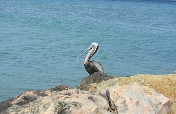 istock Pelican Eating a Fish on a Rock Jetty 1140373420