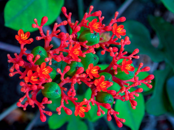 istock Buddha belly plant flowers 1140374248