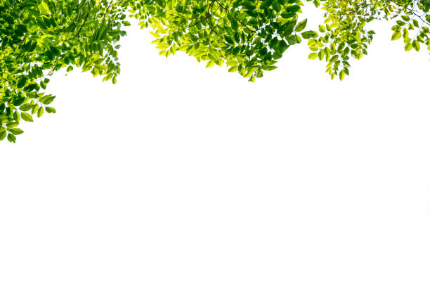 istock Isolated of beautiful tree branch with colorful leaf on white background. Clipping path and copy space- Image. 1140374534