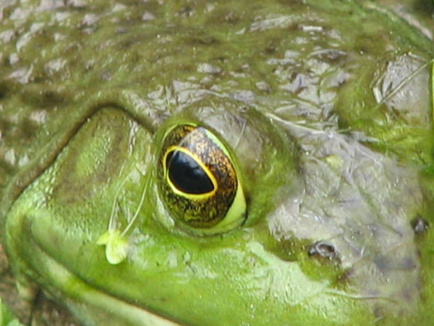 얕은 습지의 개구리 - frogger 뉴스 사진 이미지