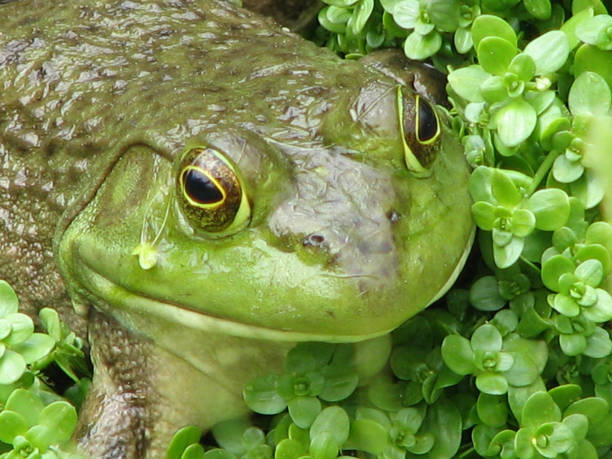 żaba na płytkim bagnie - frogger zdjęcia i obrazy z banku zdjęć