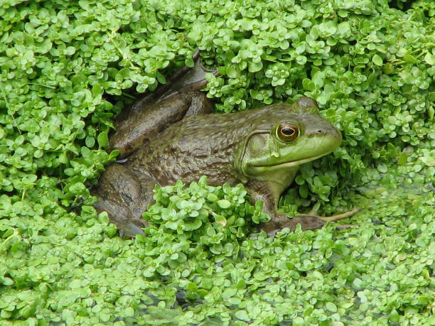 żaba na płytkim bagnie - frogger zdjęcia i obrazy z banku zdjęć