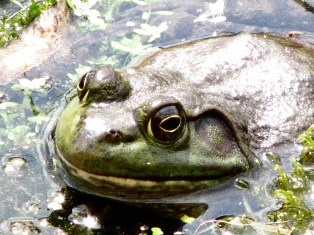 żaba na płytkim bagnie - frogger zdjęcia i obrazy z banku zdjęć