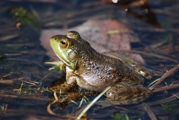 żaba na płytkim bagnie - frogger zdjęcia i obrazy z banku zdjęć