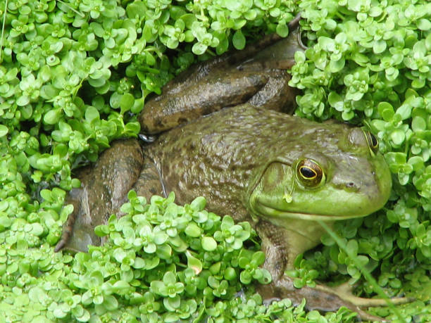 얕은 습지의 개구리 - frogger 뉴스 사진 이미지