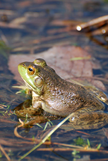 żaba na płytkim bagnie - frogger zdjęcia i obrazy z banku zdjęć