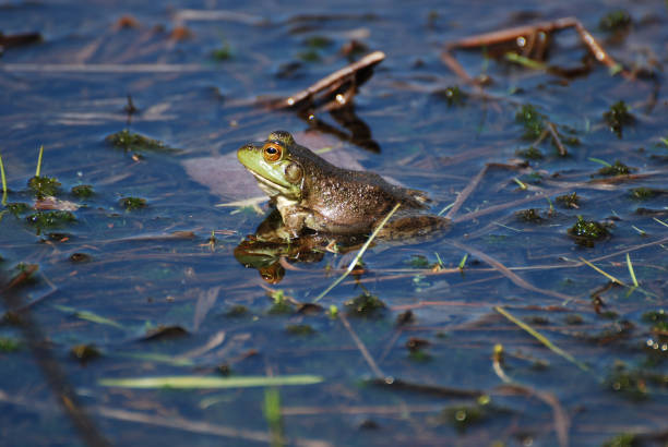 żaba na płytkim bagnie - frogger zdjęcia i obrazy z banku zdjęć