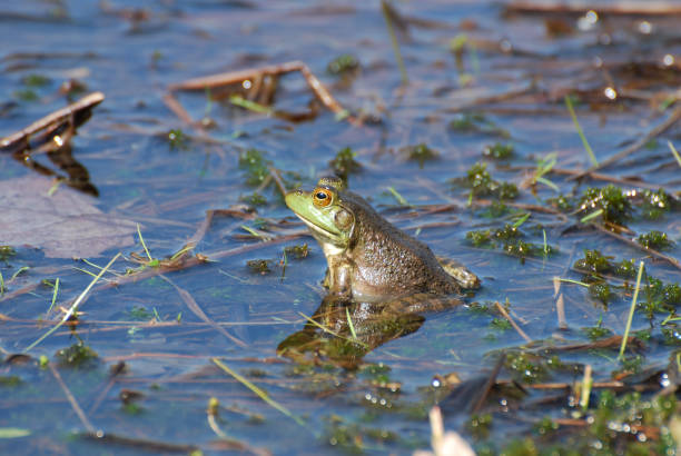 żaba na płytkim bagnie - frogger zdjęcia i obrazy z banku zdjęć