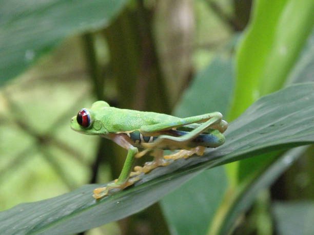 귀여운 작은 나무 개구리 - frogger 뉴스 사진 이미지