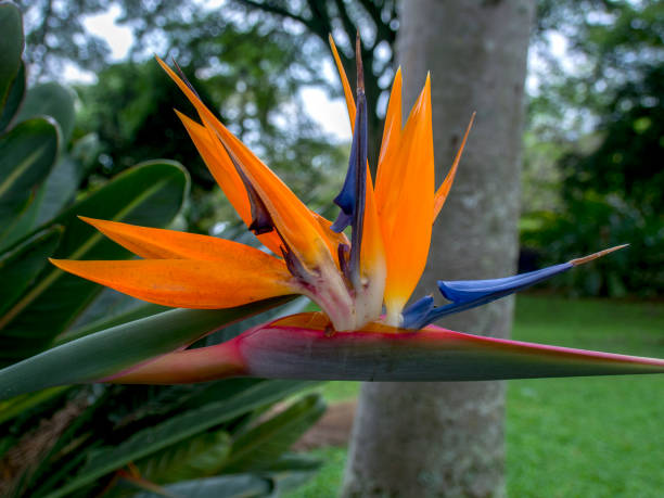 istock Bird of paradise flower 1140374744