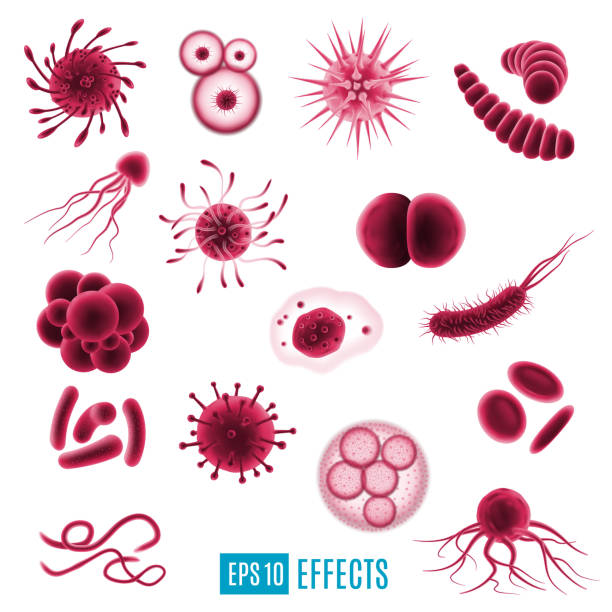 Isolated icons germs, viruses and bacteria cells Viruses, germs and bacteria icons, harmful cells, virology and medicine research. 3D vector of illness or disease microscopic organisms and infection. Dangerous pathogens in shell with tentacles bacterium stock illustrations