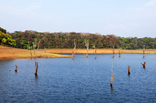 Periyar Lake in Thekkady,  Kerala, India Scenic landscape  over Periyar Lake with submerged trees . This lake is located near Periyar National Park and Wildlife Sanctuary. periyar wildlife sanctuary stock pictures, royalty-free photos & images