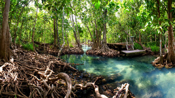 istock mangrove forest krabi thailand 1140375055