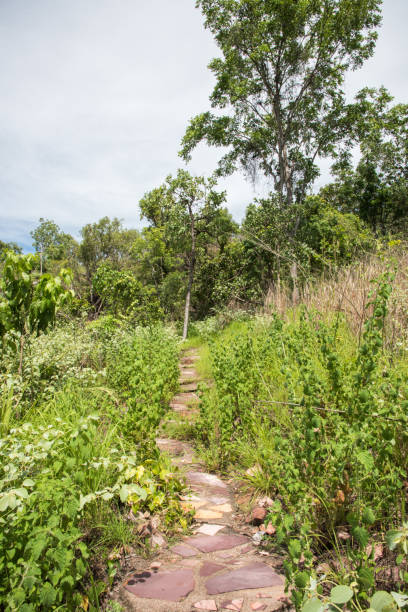 Narrow Stone Path A remote​, stone path through a field in the Monsoon Forest at Litchfield National Park in the Northern Territory of Australia bush land natural phenomenon environmental conservation stone stock pictures, royalty-free photos & images