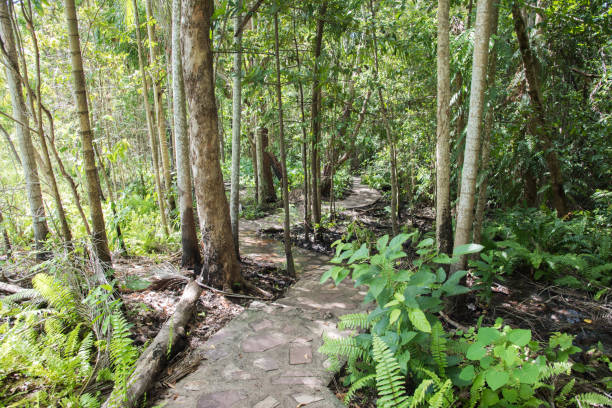 Winding Rainforest Path Winding stone path through the lush greenery in the Monsoon Forest at Litchfield National Park in the Northern Territory of Australia bush land natural phenomenon environmental conservation stone stock pictures, royalty-free photos & images