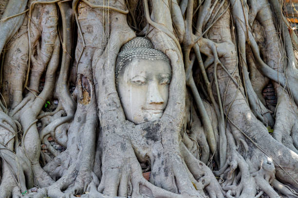 istock head budda status in tree roots at thailand 1140379773