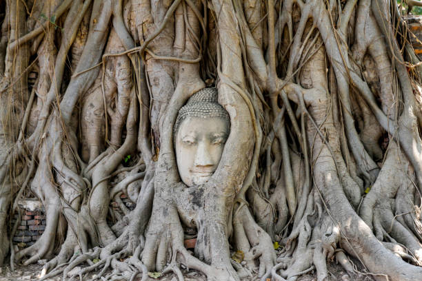 istock head budda status in tree roots at thailand 1140380309