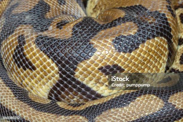 Ball Python Skin Under Microscope Close Up Ball Python Snake Skin Stock Photo - Download Image Now ...