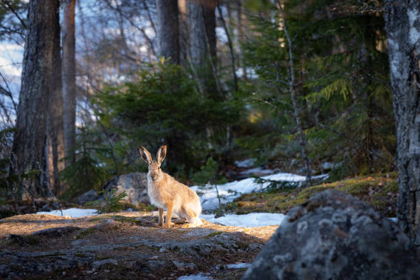 istock Lepus europaeus in the forest 1140381597