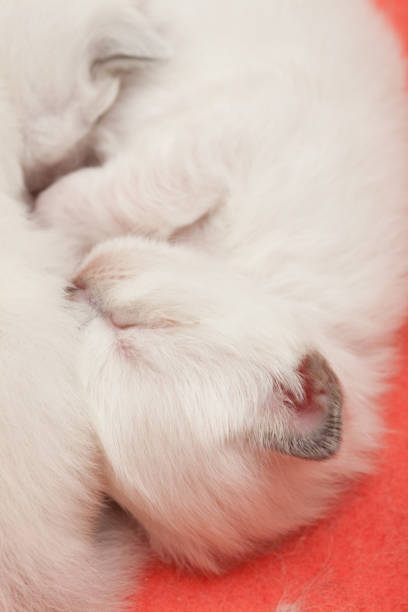 istock Young sacred birman kittens 1140381622