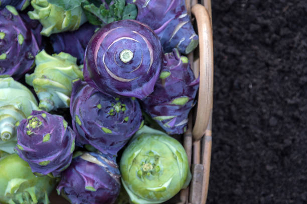 자생 하는 신선한 수확의 정원 콜라 비 - kohlrabi 뉴스 사진 이미지