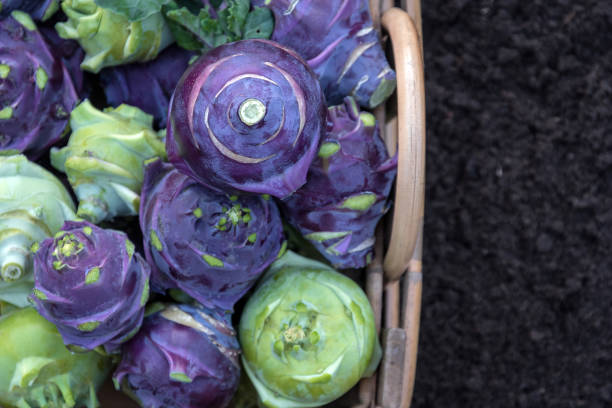 homegrown fresh harvest of garden kohlrabi - kohlrabi turnip cultivated vegetable imagens e fotografias de stock