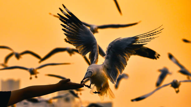 istock Traveller's hand feeding seagull flying at Bangpu, samut prakan, Thailand 1140382545