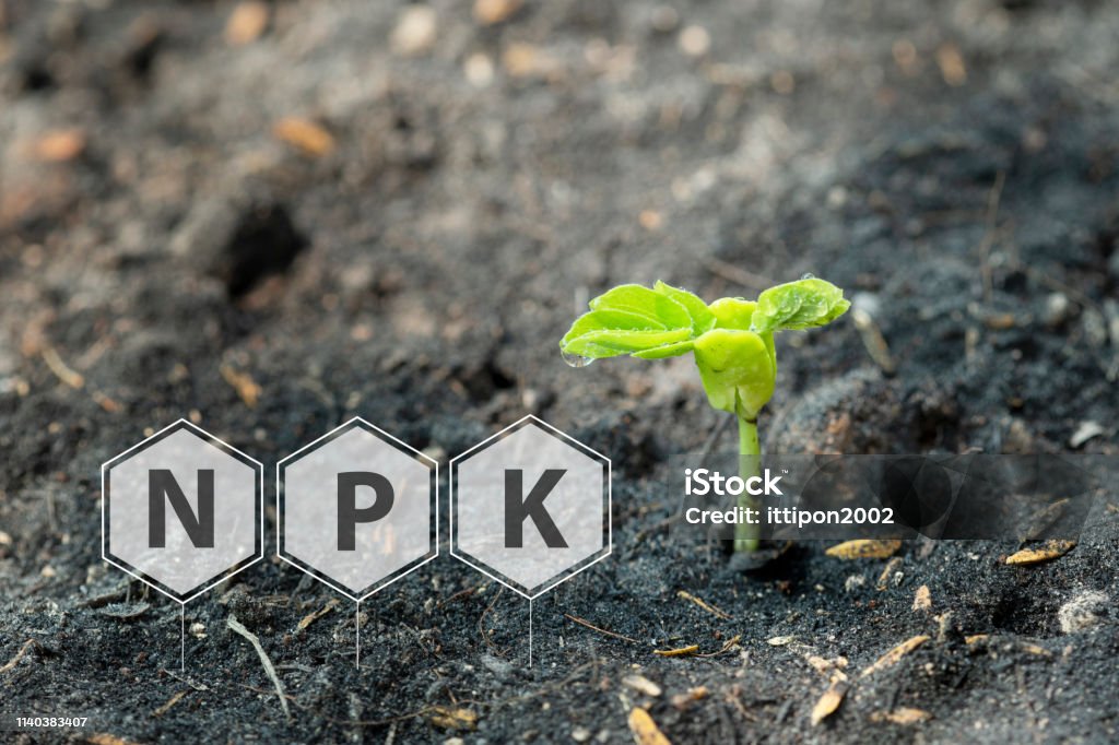 Seedlings  growth from soils and mineral icon Nitrogen Stock Photo