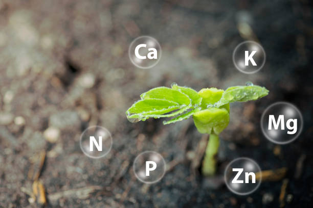 istock Seedlings  growth from soils and mineral icon 1140383433