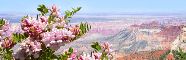 istock Grand Canyon summer scenery with blooming flowers. 1140383713