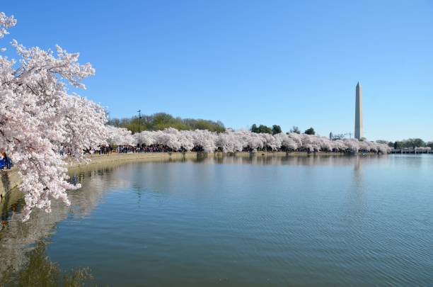 istock Cherry Blossom Festival. Washington, DC, USA 1140383821