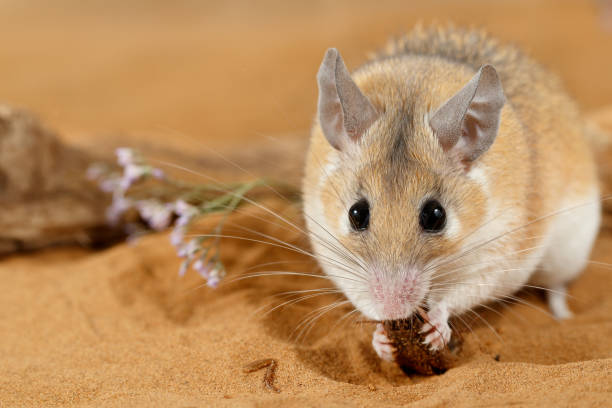 istock Close-up female spiny mouse  eats insect on sand and looks at camera. 1140385394