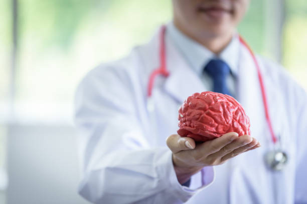 istock Senior asian scientist man has holding brain model. 1140385508