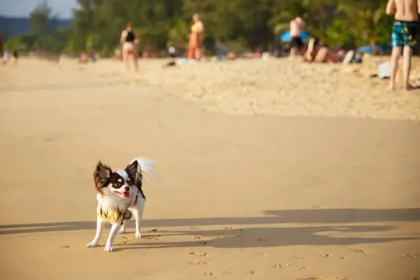 Photo of A small dog walking and playing some sand on the beach at Phuket province in Thailand.