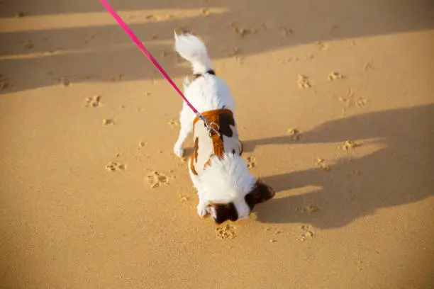 Photo of A small dog walking and playing some sand on the beach at Phuket province in Thailand.