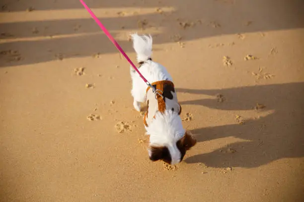 Photo of A small dog walking and playing some sand on the beach at Phuket province in Thailand.