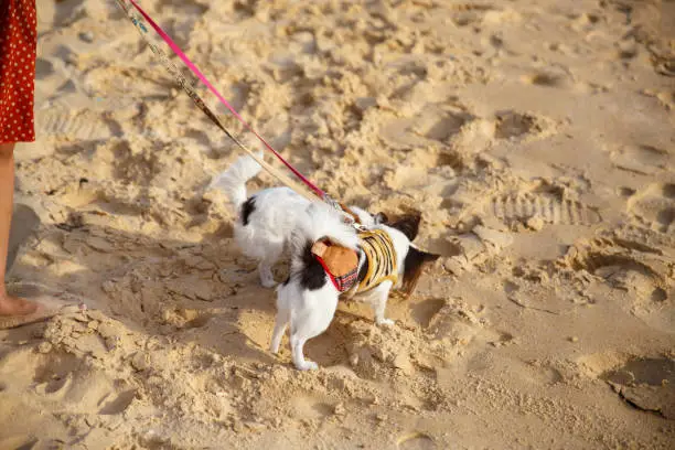 Photo of A small dog walking and playing some sand on the beach at Phuket province in Thailand.