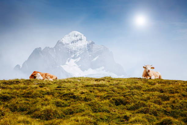 las vacas pastan en las colinas alpinas en vigas de sol. lugar de ubicación berner oberland, grindelwald, suiza. - cow swiss culture switzerland cattle fotografías e imágenes de stock