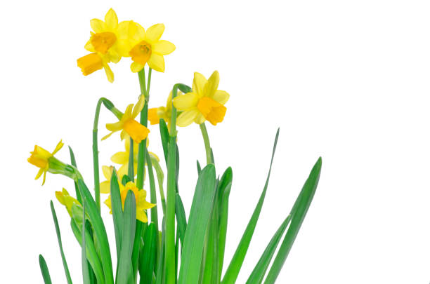 istock Fresh narcissus isolated on white background 1140386012